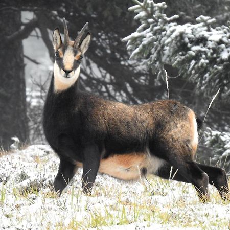 Farm Stay "Alpine Dreams" Солчава Экстерьер фото
